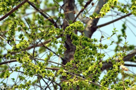 門前種鐵樹|【門前種什麼樹好】門前種哪3種樹最旺宅？避開6種厄運樹，財運。